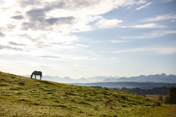 aschbacher-hof-umgebung-alpenpanorama